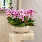 Caelora pink mini orchid arrangement in ceramic vase by AY Flowers