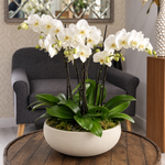 Marivelle white orchid arrangement in ceramic vase by AY Flowers