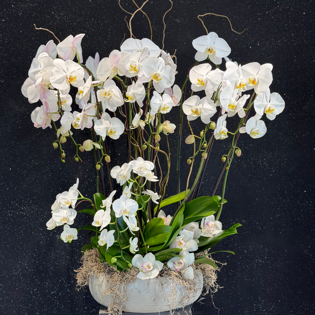 Solavie white cascading orchid arrangement in cement vase by AY Flowers