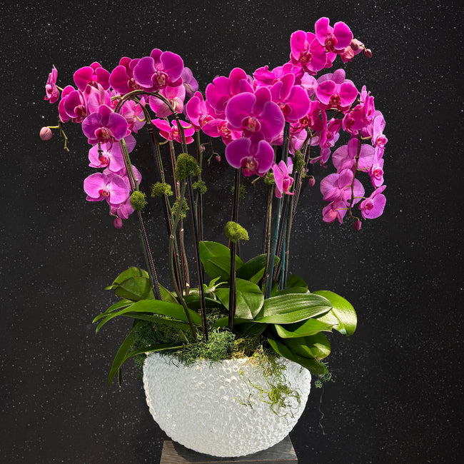 Coravelle hot pink cascading orchid arrangement in ceramic bowl vase by AY Flowers
