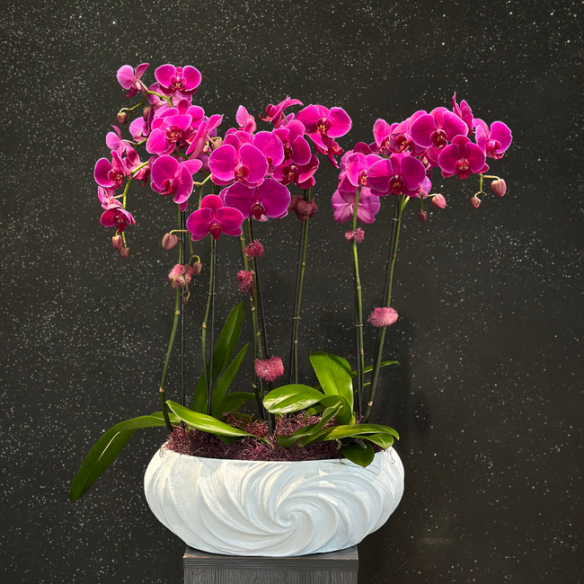 Lumeria hot pink cascading orchid arrangement in ceramic bowl vase by AY Flowers
